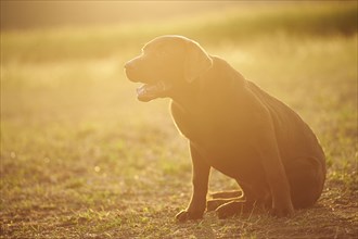 Close-up of a Labrador Retriever on a meadow in late summer