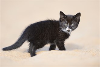 Close-up of a black domestic cat (Felis silvestris catus) kitten
