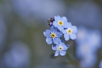 Close-up of wood forget-me-not (Myosotis sylvatica) blossoms in early summer