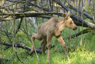 Close-up of a Eurasian elk (Alces alces) youngster in a forest in early summer, Bavarian Forest