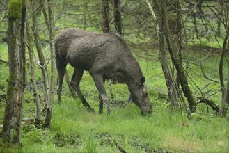 Close-up of a Eurasian elk (Alces alces) in a forest in early summer, Bavarian Forest National