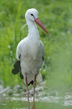 Close-up of a white stork (Ciconia ciconia) at the water stain in spring