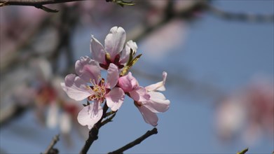 Close-up of pink blossoms on a branch against a blue sky