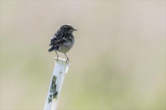 YOUNG BLACK CHAT (Saxicola rubecula) Emsland, Lower Saxony, Germany, Europe