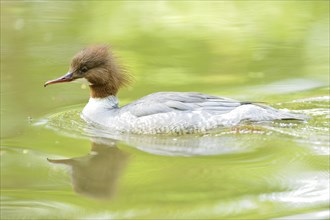 Close-up of a common merganser goosander (Mergus merganser) swimming in the water in spring