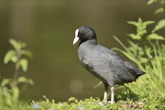 Close-up of a Eurasian Coot (Fulica atra) at the water stain in spring