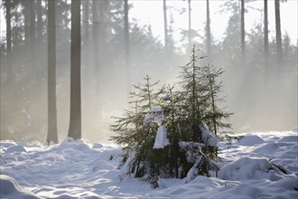 Landscape of a forest with Norway Spruces (Picea abies) in winter at snow melt, Germany, Europe