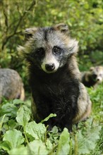 Raccoon dog (Nyctereutes procyonoides) in a natural vegetation, captive