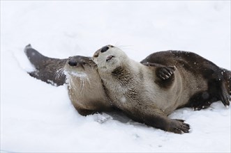 Two North American river otters (Lontra canadensis) cuddling in the snow on a winter day, captive