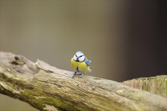Close-up of a Eurasian Blue Tit (Cyanistes caeruleus) sitting on an old tree trunk