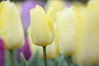 Yellow tulip (Tulipa), close-up, blurred tulips in the background, North Rhine-Westphalia, Germany,