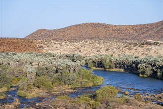 Kunene River with green vegetation in dry red mountain landscape, Epupa, Kaokoveld, Kunene,