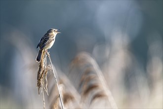 Sedge warbler (Acrocephalus schoenobaenus), Lower Saxony, Germany, Europe