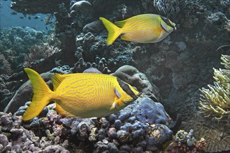 Masked rabbitfish (Siganus puellus), Wakatobi Dive Resort, Sulawesi, Indonesia, Asia