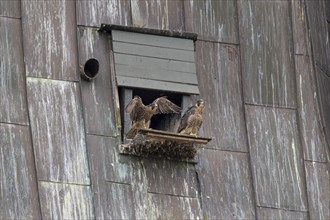 Peregrine falcon (Falco peregrinus), two young birds in front of the entrance to the nesting box,