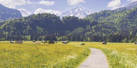Alpine meadow, Lorettowiesen near Oberstdorf, behind the Allgaeu Alps, Allgaeu, Bavaria, Germany,