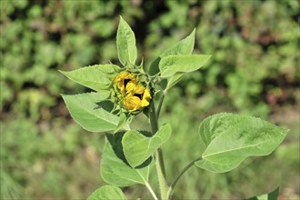 Sunflower (Helianthus annuus), flowering, Baden-Wuerttemberg, Germany, Europe, Unopened sunflower