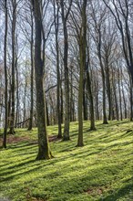 Beech forest (Fagus sylvatica) in the springtime in Fyledalen, Tomelilla community, Skane county,