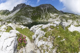 Alpine rose blossom at Laufbichlsee, Koblat-Hoehenweg on the Nebelhorn, Allgaeu Alps, Allgaeu,