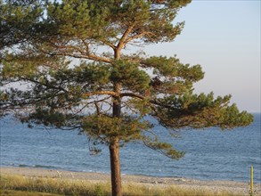 A single pine tree stands at the edge of a beach with a view of the calm sea and blue sky, Ruegen,