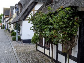 Historic village street with thatched and half-timbered houses, lined with trees and a cobbled