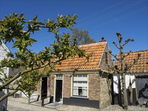 A traditional house with roof tiles and a tree in the foreground, in sunny weather, Enkhuizen,
