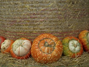 Several pumpkins in different colours and shapes lying in front of a bundle of straw, many