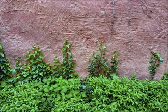 Red wall with common ivy (Hedera helix) and green foliage, Kempten, Allgaeu, Bavaria, Germany,