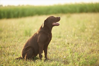 Close-up of a Labrador Retriever on a meadow in late summer