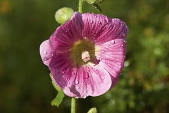 Close-up of a common hollyhock (Alcea rosea) blossom in a garden in summer, Bavaria, Germany,