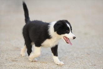 Close-up of a mongrel puppy outdoors in summer, Germany, Europe