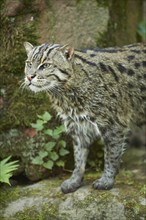 Close-up of a fishing cat (Prionailurus viverrinus) in spring