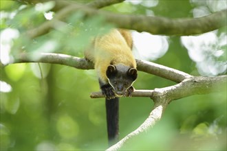 Close-up of a yellow-throated marten (Martes flavigula) in a forest, captive