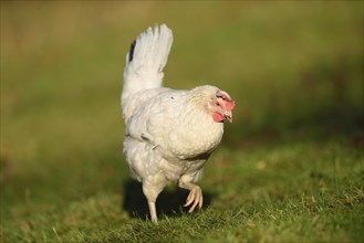 Close-up of a chicken (Gallus gallus domesticus) hen on a meadow in spring