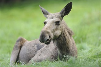 Close-up of a Eurasian elk (Alces alces) in a forest in early summer, Bavarian Forest National