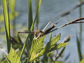Dragonfly, Putterersee, near Aigen im Ennstal, Styria, Austria, Europe