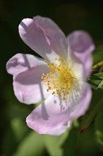 Close-up of a dog rose (Rosa canina) blossom in spring