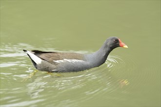 Close-up of a Common Moorhen (Gallinula chloropus) swimming in the water in spring