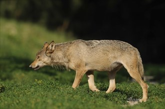 Algonquin wolf (Canis lupus lycaon) in a meadow, captive, Germany, Europe