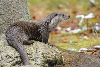 European otter (Lutra lutra) in the bavarian forest