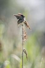 Sedge warbler (Acrocephalus schoenobaenus), Lower Saxony, Germany, Europe