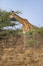 Southern giraffe (Giraffa giraffa giraffa), eating leaves of an acacia tree, in the evening light,