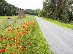 Poppy field in bloom, cornflowers in between, Sausal cycle path, near Heimschuh, Styria, Austria,