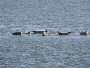 Several harbour seals resting in the water, surrounded by the vastness of the sea, Baltrum Germany