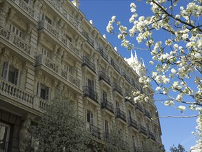 Detailed facades of an urban building with blossoming trees in clear weather, Madrid, Spain, Europe