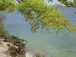 A tree with dense green foliage towers over a calm, clear sea resting gently under a tranquil sky,