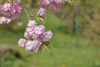 Japanese cherry (Prunus serrulata), branch with pink flowers, Wilnsdorf, North Rhine-Westphalia,
