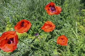 Oriental poppy (Papaver orientale), Allgaeu, Bavaria, Germany, Europe