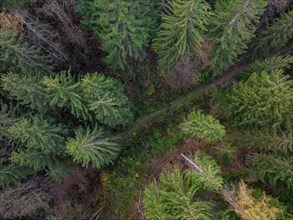 Top Down View, aerial view of coniferous forest, Tyrol, Austria, Europe