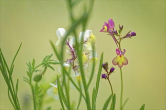 Pink flowers between green leaves in front of a blurred, natural background, Moroccan toadflax
